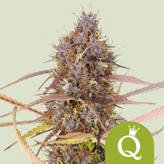PURPLE QUEEN AUTO X1 ROYAL QUEEN SEEDS
