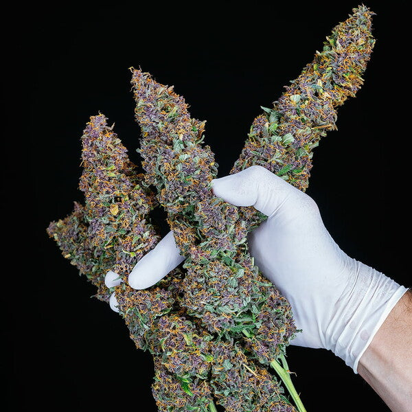 PURPLE QUEEN AUTO X1 ROYAL QUEEN SEEDS