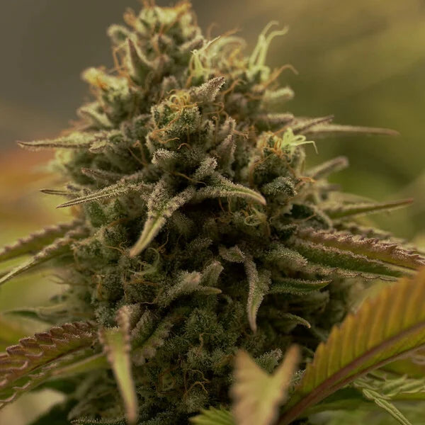 PURPLE QUEEN FEM X1 ROYAL QUEEN SEEDS