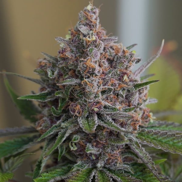 PURPLE QUEEN FEM X1 ROYAL QUEEN SEEDS