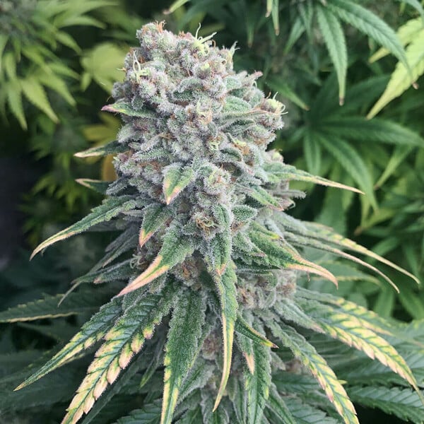 PURPLE QUEEN FEM X1 ROYAL QUEEN SEEDS