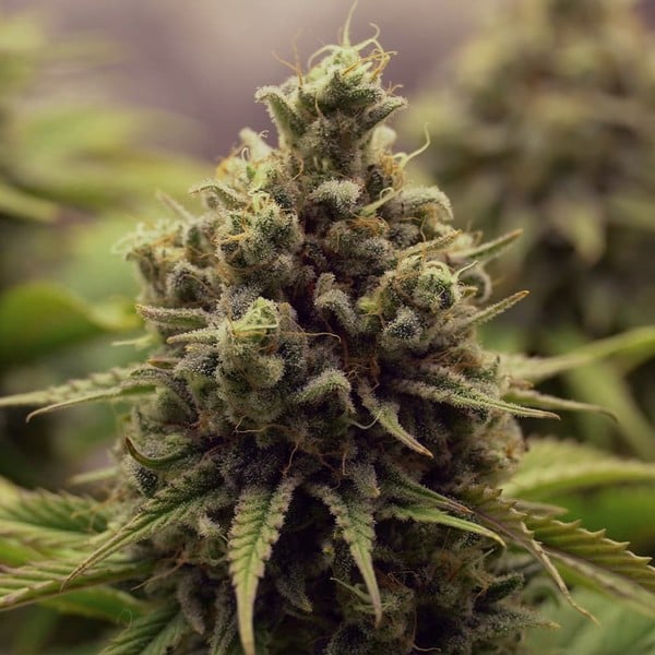 PURPLE QUEEN FEM X1 ROYAL QUEEN SEEDS