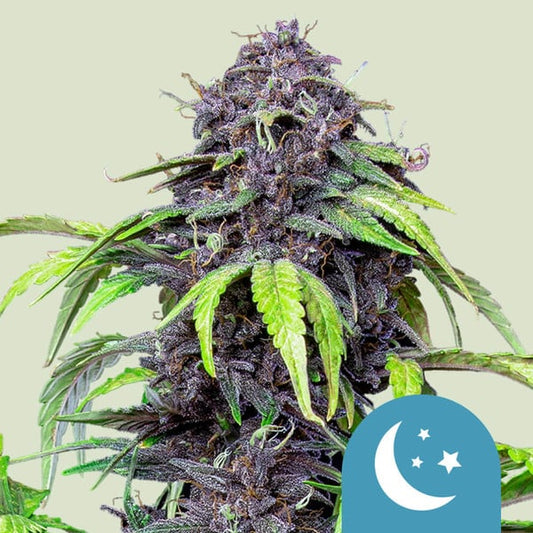 PURPLEMATIC CBD AUTO X1 ROYAL QUEEN SEEDS