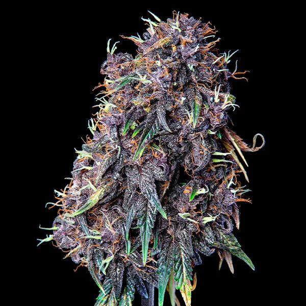 PURPLEMATIC CBD AUTO X1 ROYAL QUEEN SEEDS