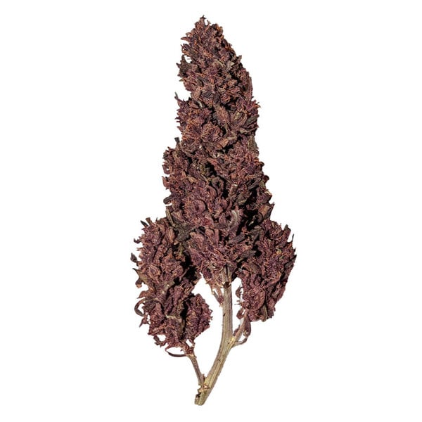 PURPLEMATIC CBD AUTO X1 ROYAL QUEEN SEEDS
