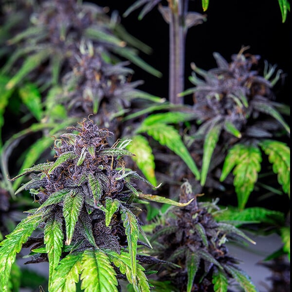 PURPLEMATIC CBD AUTO X1 ROYAL QUEEN SEEDS
