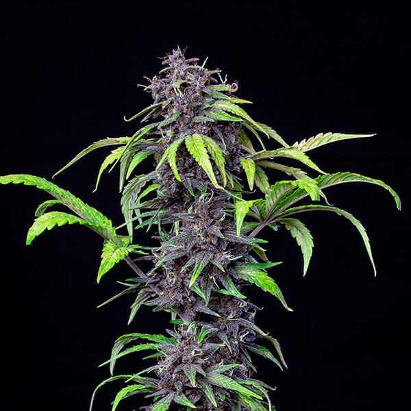 PURPLEMATIC CBD AUTO X1 ROYAL QUEEN SEEDS