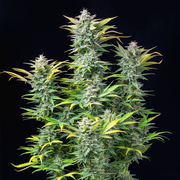 QUICK ONE AUTO X5 ROYAL QUEEN SEEDS
