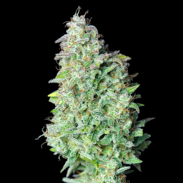 QUICK ONE AUTO X5 ROYAL QUEEN SEEDS