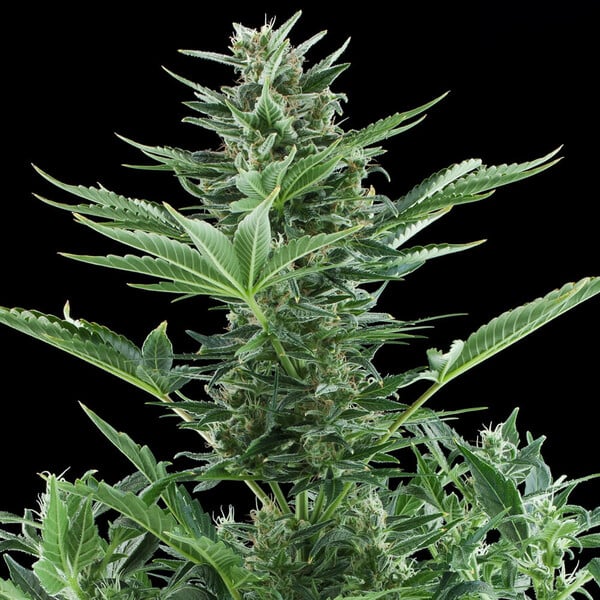 QUICK ONE AUTO X5 ROYAL QUEEN SEEDS