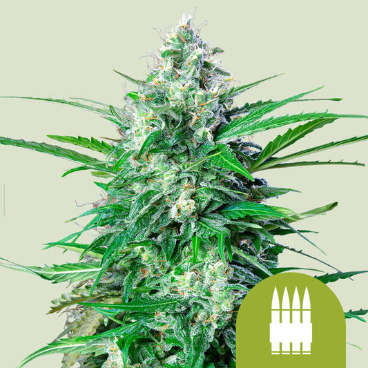 ROYAL AK AUTO X10 ROYAL QUEEN SEEDS