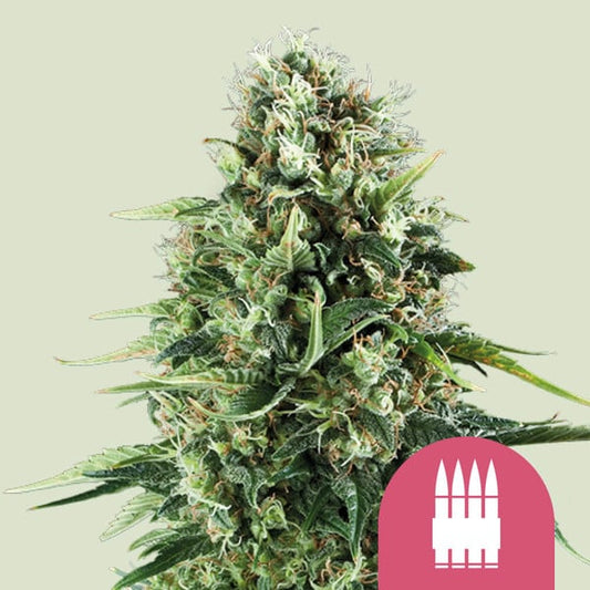 ROYAL AK FEM X10 ROYAL QUEEN SEEDS