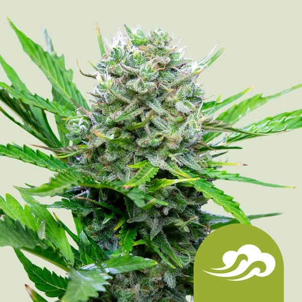 ROYAL BLUEMATIC AUTO X10 ROYAL QUEEN SEEDS