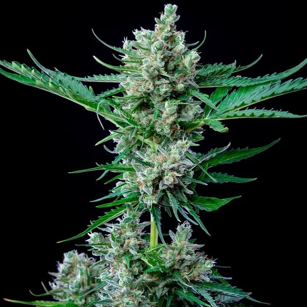 ROYAL BLUEMATIC AUTO X10 ROYAL QUEEN SEEDS