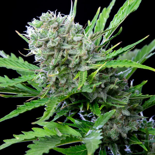 ROYAL BLUEMATIC AUTO X10 ROYAL QUEEN SEEDS