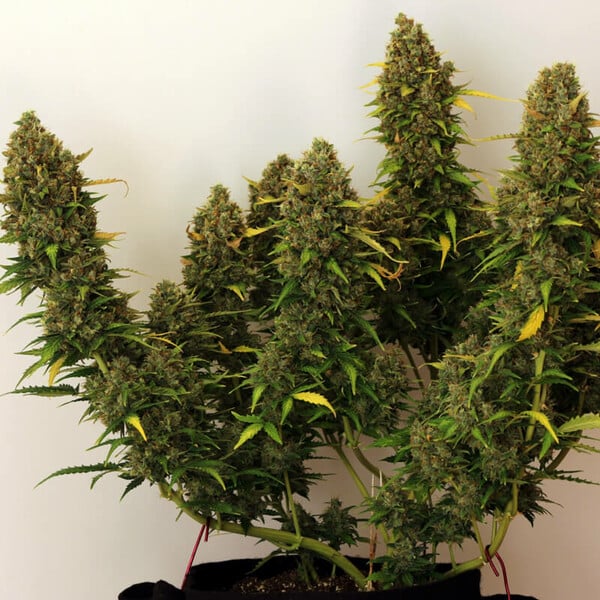 ROYAL BLUEMATIC AUTO X10 ROYAL QUEEN SEEDS