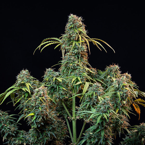 ROYAL CBDV AUTO X1 ROYAL QUEEN SEEDS