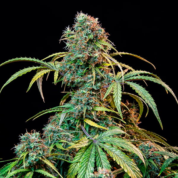 ROYAL CBDV AUTO X1 ROYAL QUEEN SEEDS