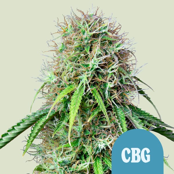 ROYAL CBG AUTO X1 ROYAL QUEEN SEEDS