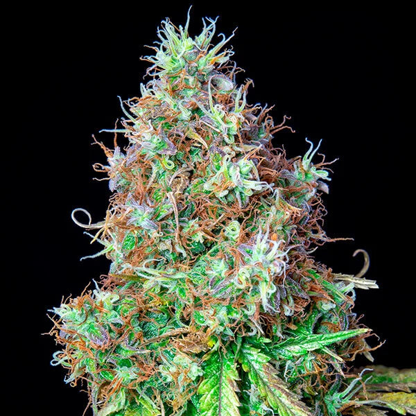 ROYAL CBG AUTO X1 ROYAL QUEEN SEEDS