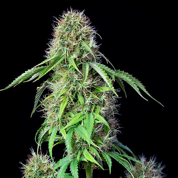 ROYAL CBG AUTO X1 ROYAL QUEEN SEEDS
