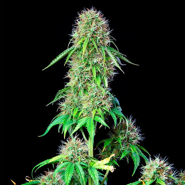 ROYAL CBG AUTO X1 ROYAL QUEEN SEEDS