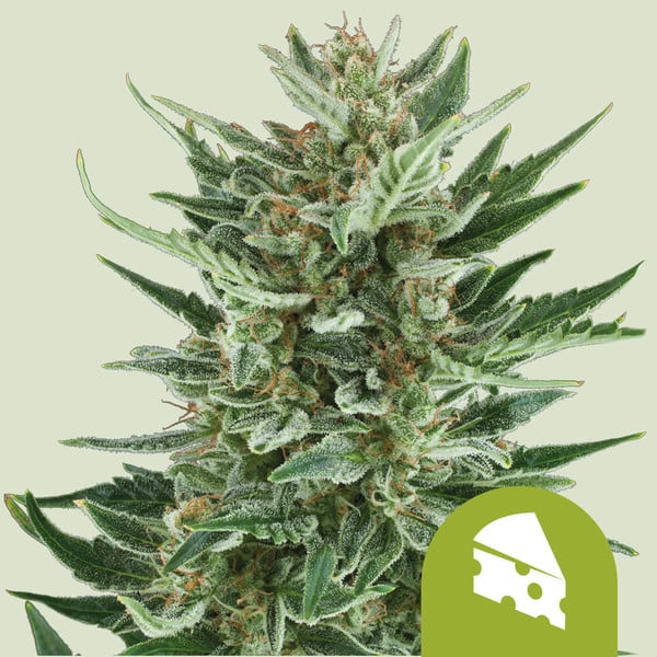 ROYAL CHEESE AUTO X5 ROYAL QUEEN SEEDS