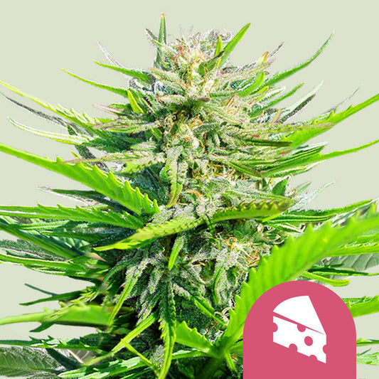 ROYAL CHEESE FAST X10 ROYAL QUEEN SEEDS