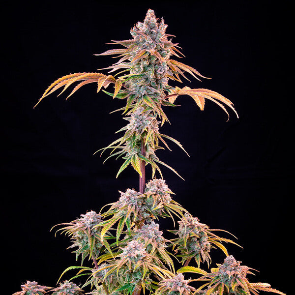 ROYAL CHEESE FAST X10 ROYAL QUEEN SEEDS