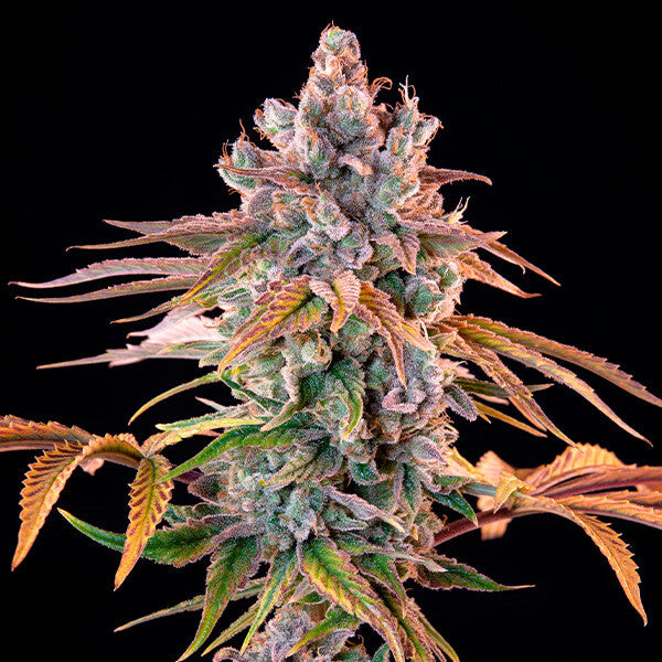 ROYAL CHEESE FAST X10 ROYAL QUEEN SEEDS