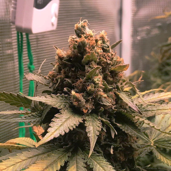 ROYAL CHEESE FAST X10 ROYAL QUEEN SEEDS