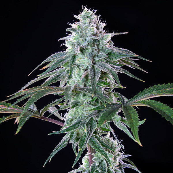 ROYAL CHEESE FAST X10 ROYAL QUEEN SEEDS