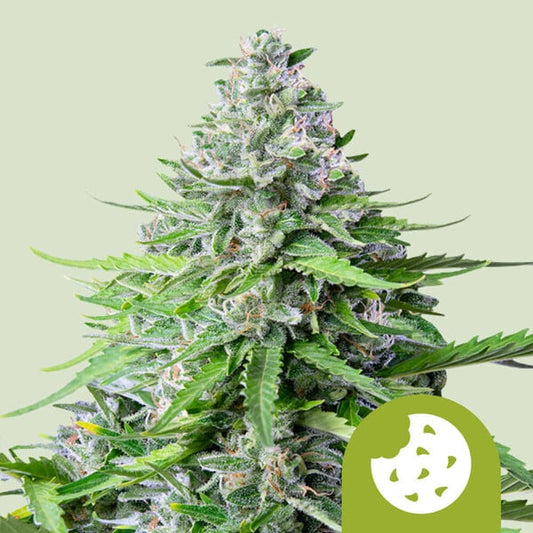 ROYAL COOKIES AUTO X10 ROYAL QUEEN SEEDS