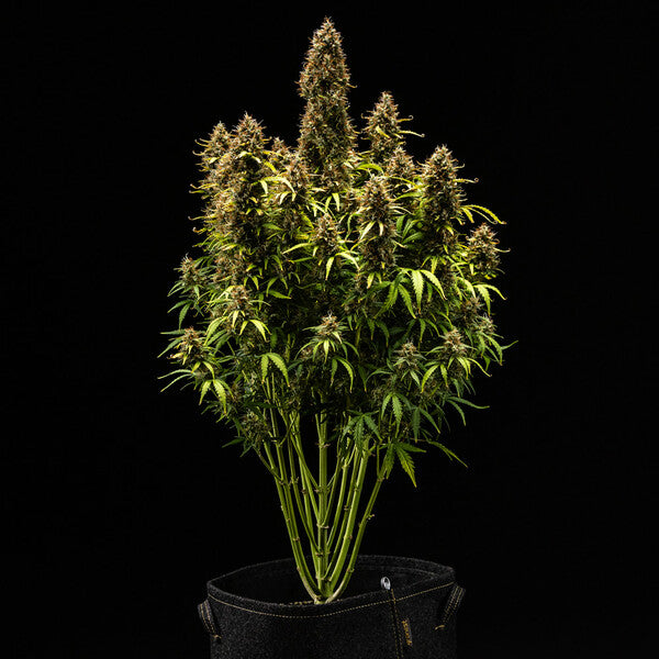 ROYAL COOKIES AUTO X10 ROYAL QUEEN SEEDS