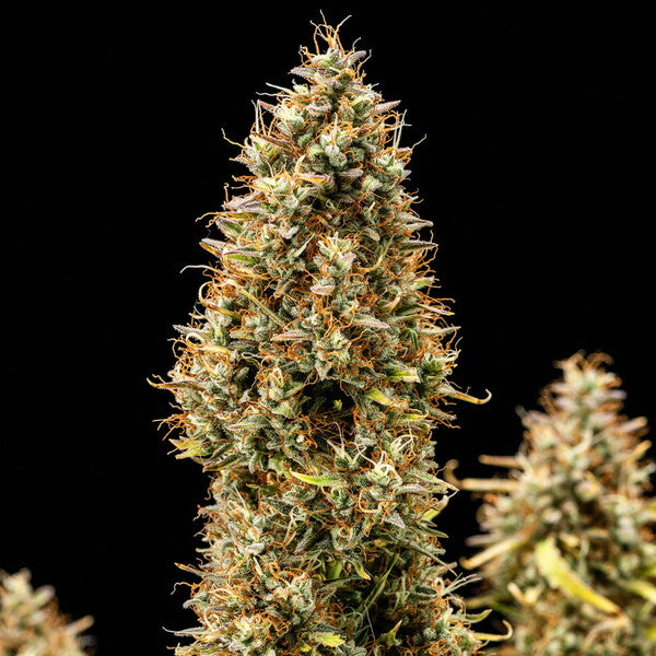 ROYAL COOKIES AUTO X1 ROYAL QUEEN SEEDS