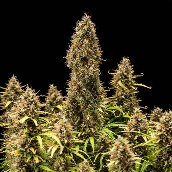 ROYAL COOKIES AUTO X10 ROYAL QUEEN SEEDS