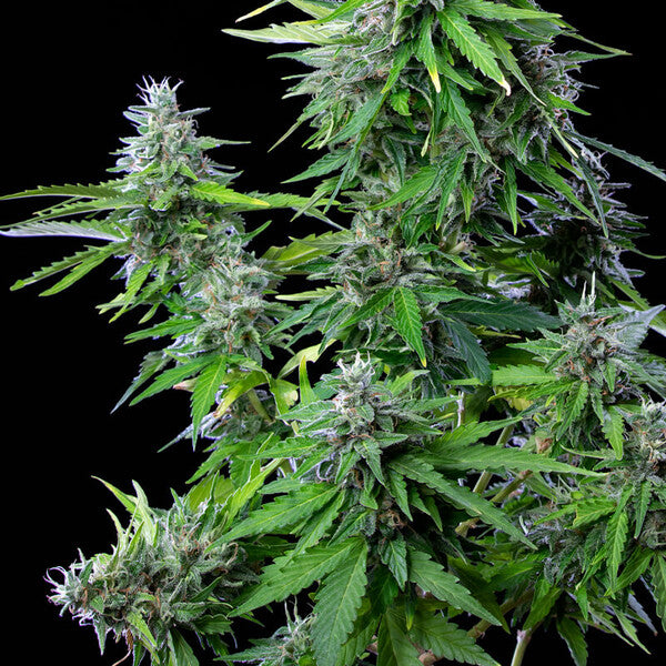 ROYAL COOKIES AUTO X10 ROYAL QUEEN SEEDS