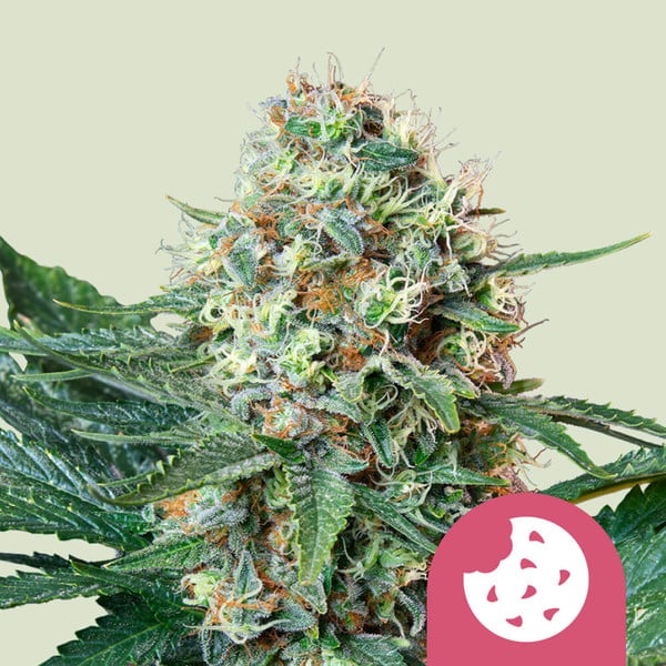 ROYAL COOKIES FEM X5 ROYAL QUEEN SEEDS
