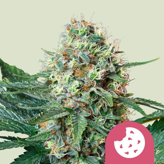 ROYAL COOKIES FEM X1 ROYAL QUEEN SEEDS
