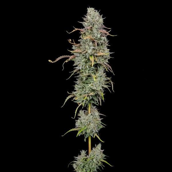 ROYAL COOKIES FEM X5 ROYAL QUEEN SEEDS