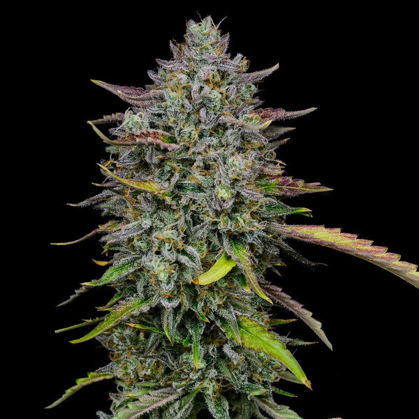 ROYAL COOKIES FEM X5 ROYAL QUEEN SEEDS