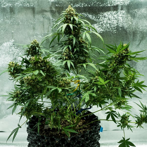 ROYAL DWARF AUTO X3 ROYAL QUEEN SEEDS
