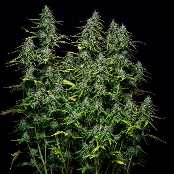 ROYAL GORILLA AUTO X100 ROYAL QUEEN SEEDS