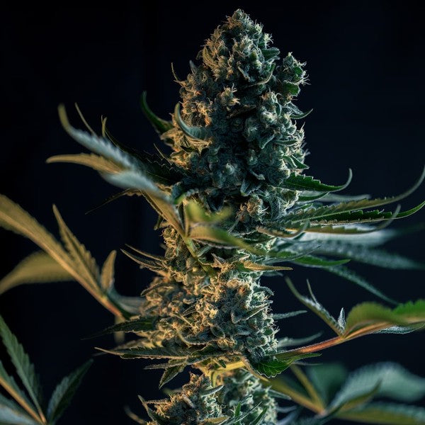 ROYAL GORILLA FEM X10 ROYAL QUEEN SEEDS