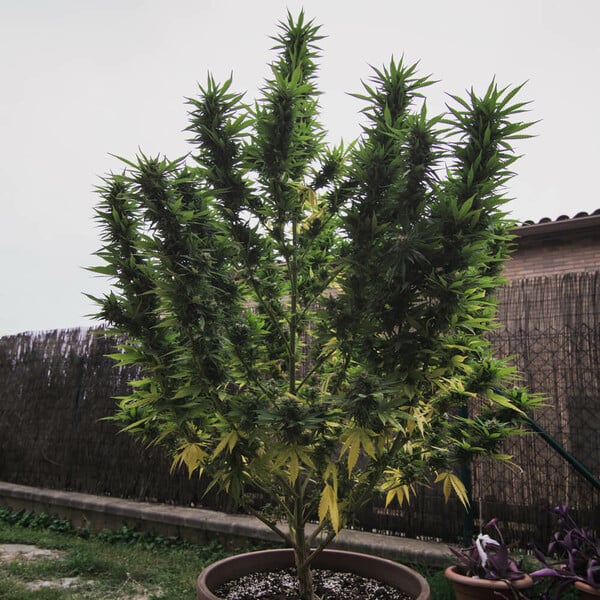 ROYAL GORILLA FEM X1 ROYAL QUEEN SEEDS