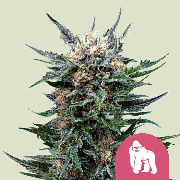 ROYAL GORILLA FEM X10 ROYAL QUEEN SEEDS