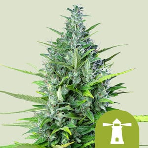 ROYAL HAZE AUTO X100 ROYAL QUEEN SEEDS