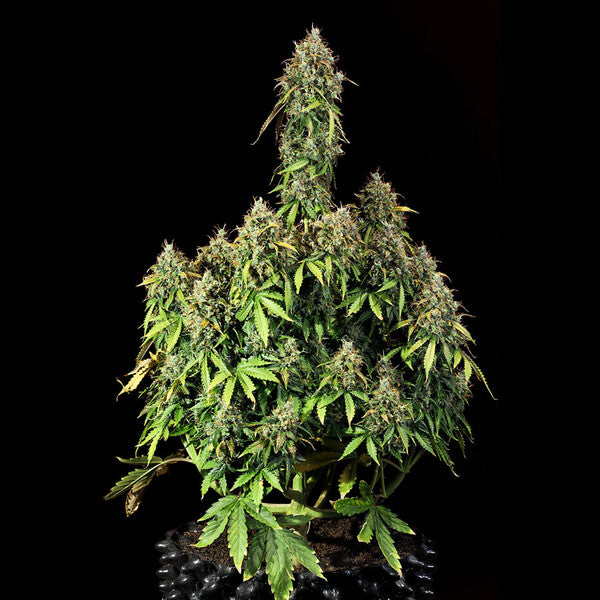 ROYAL HAZE AUTO X10 ROYAL QUEEN SEEDS
