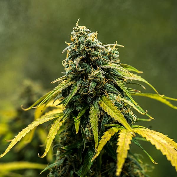 ROYAL HAZE AUTO X10 ROYAL QUEEN SEEDS