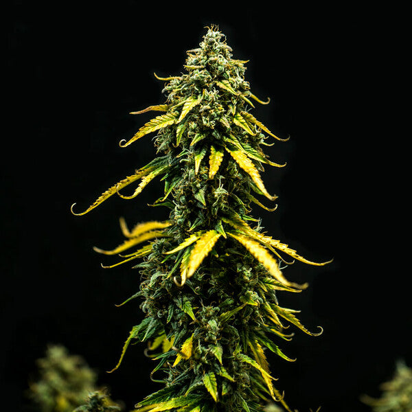 ROYAL HAZE AUTO X10 ROYAL QUEEN SEEDS
